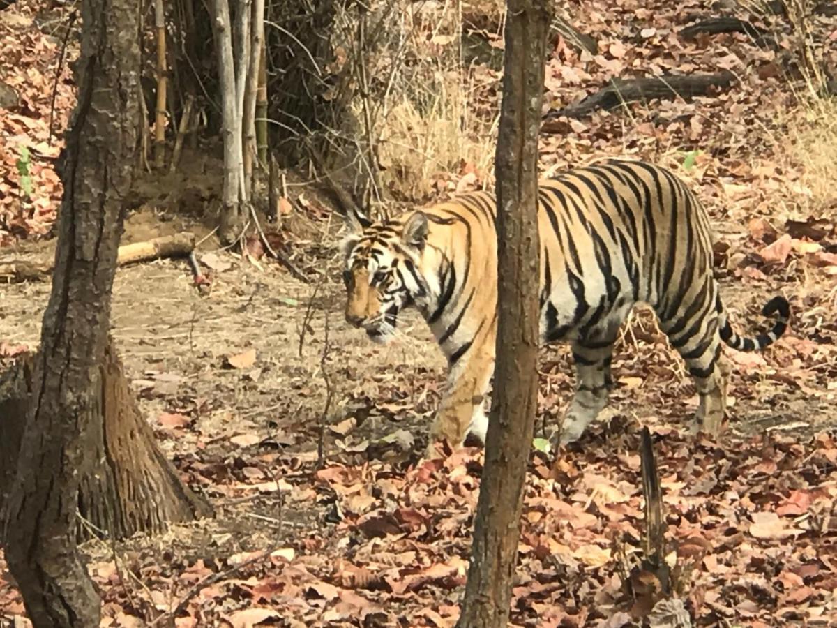 Emerald Tiger Retreat Tāla Zewnętrze zdjęcie